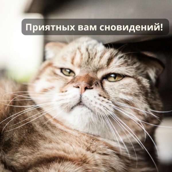 Доброй ночи с юмором прикольные