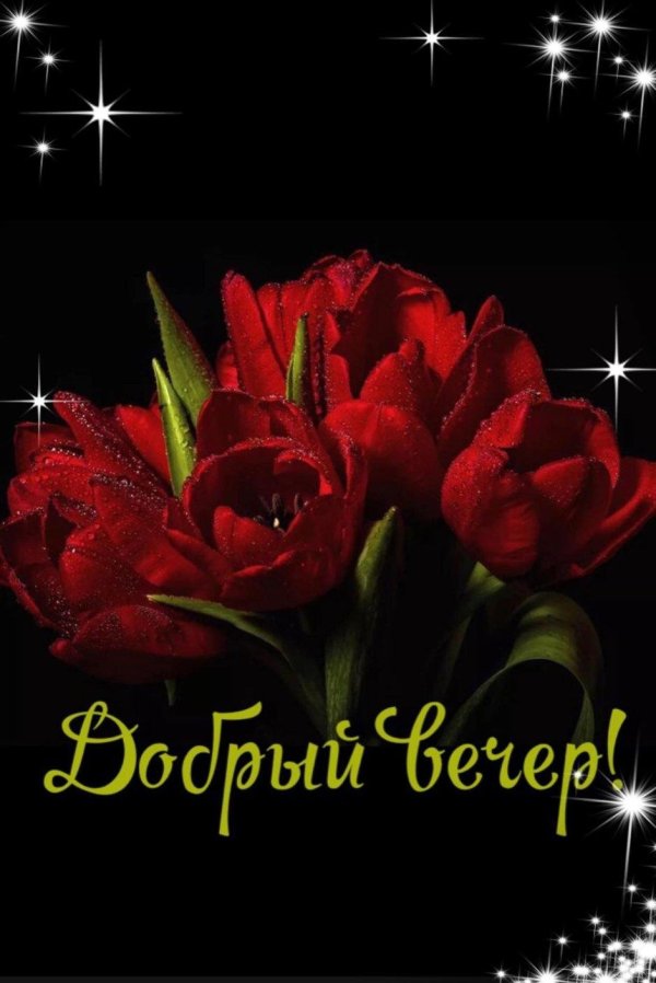 розы добрый вечер