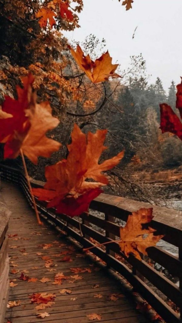 осенние фотографии