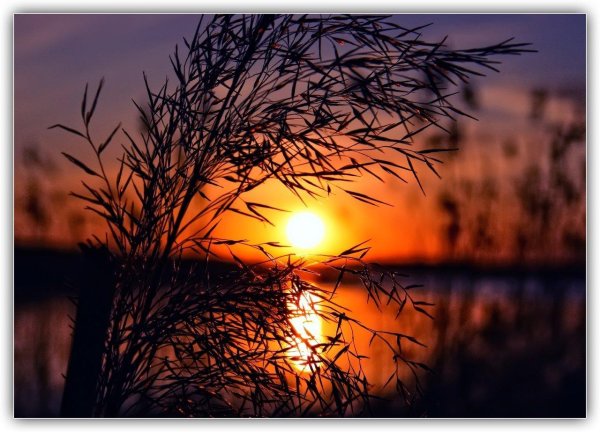 рожь на закате