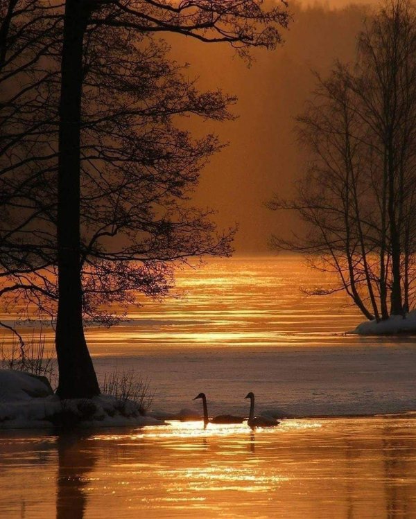 лебединый заказник озеро светлое