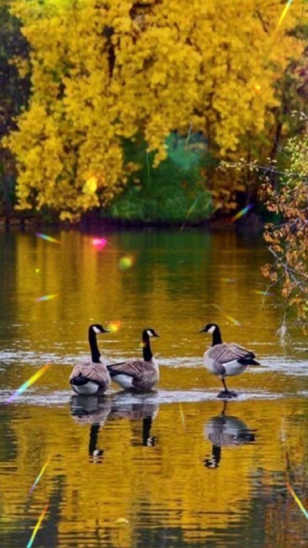 осеннее озеро