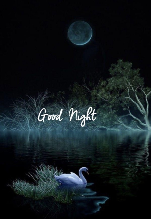 лебединое озеро белый лебедь