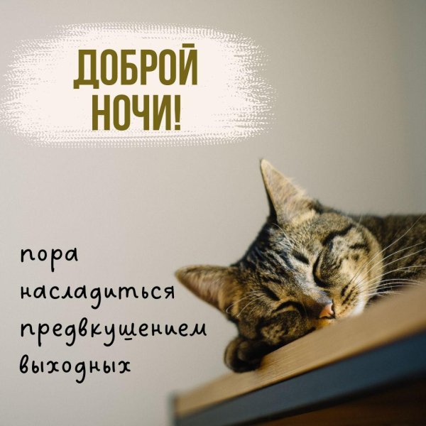 котик доброй ночи