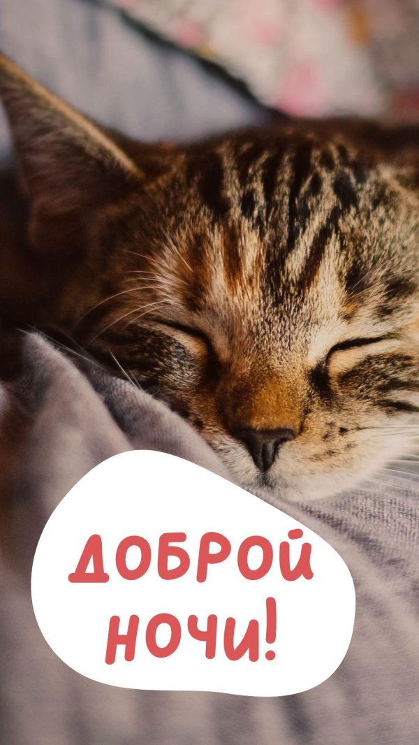 котик доброй ночи