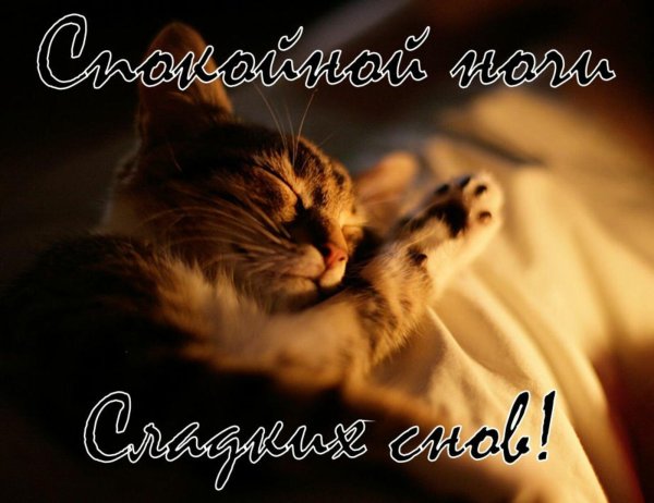 спокойной ночи киска