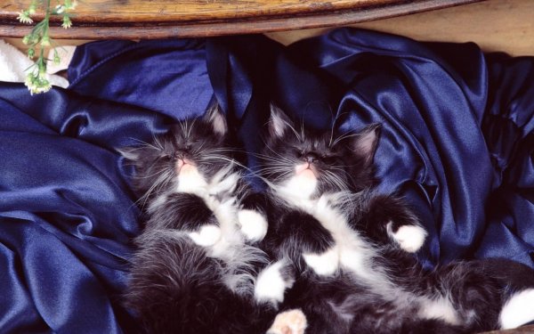 спят котята