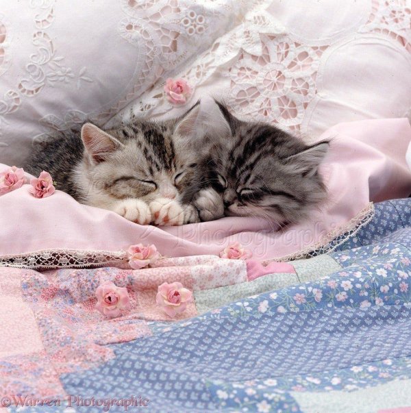 спящие котята