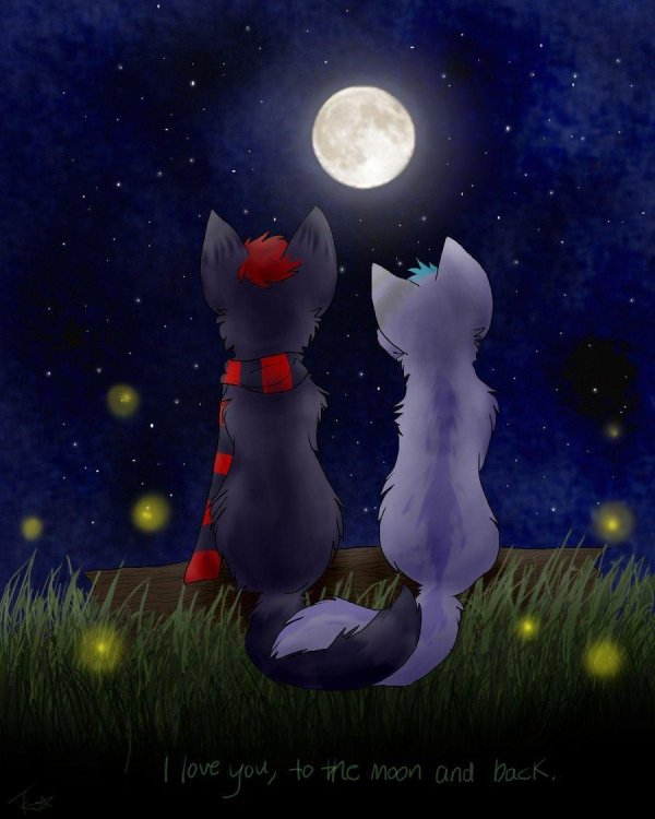 половина луны коты воители