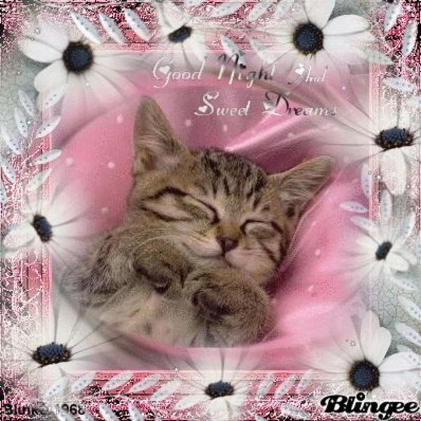 сладких снов кошечка