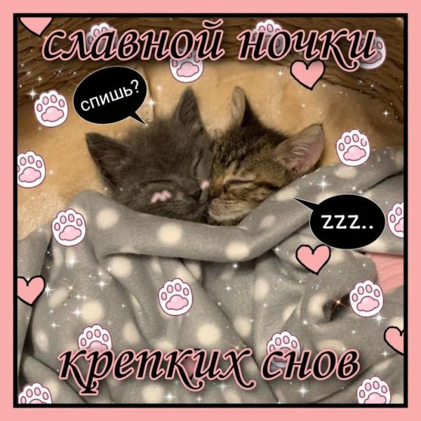 сладких снов с котом прикольные