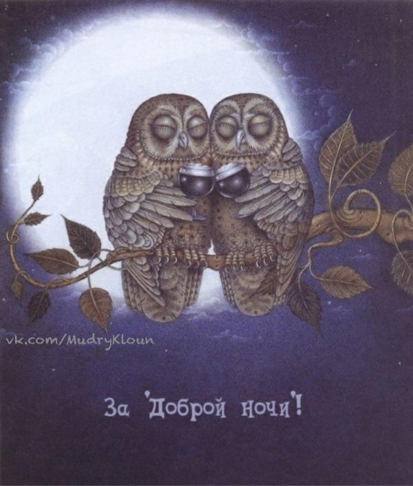 совы нежные