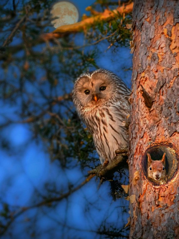 длиннохвостая неясыть