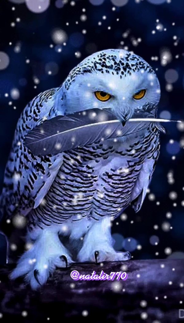 Доброй ночи с совой