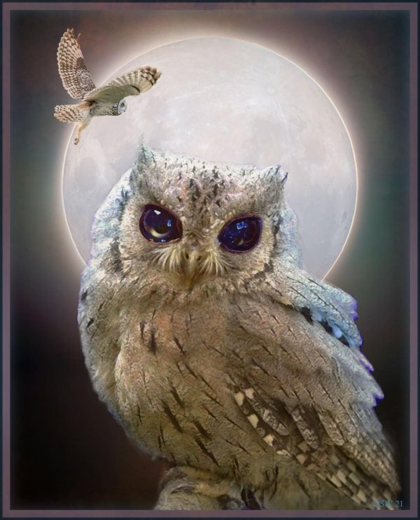 owls without feathers