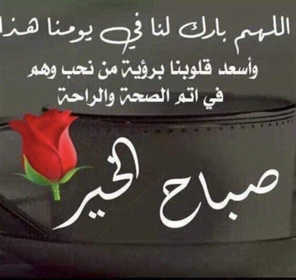 красивая роза