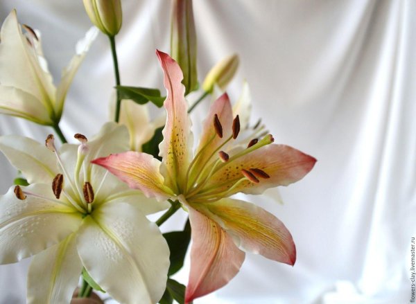 лилия спарго