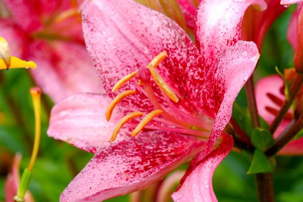 лилия morpho pink