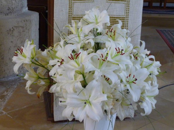 лилия белая грандифлорум