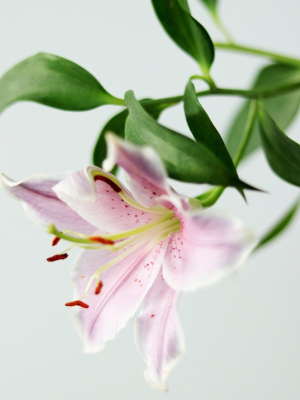 лилия эстетика