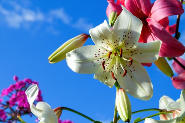 лилия свит саррендер