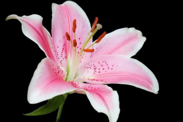 розовая лилия