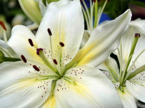 белая лилия цветок