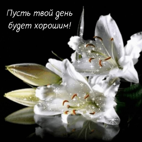 белая лилия цветок