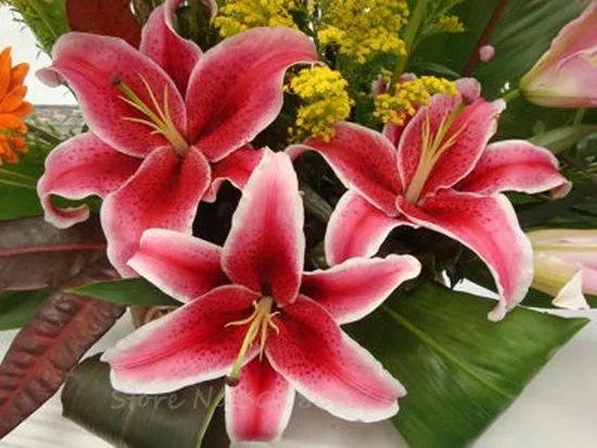 лилия авентино