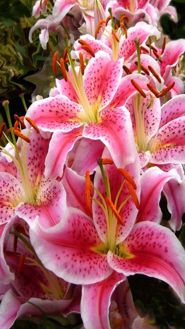 Большие с цветами лилии