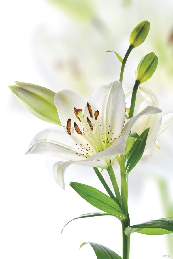 лилия белая