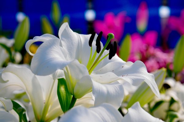 лилия цветок