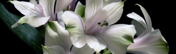 лилия белая махровая