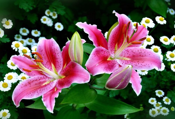 самые красивые цветы