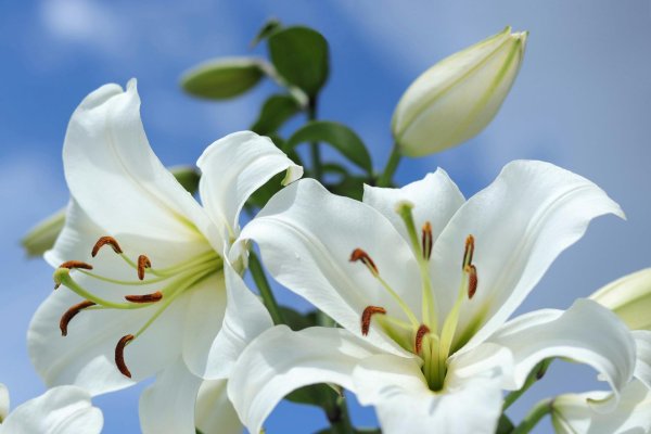 лилий кандидум