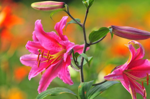 цветок лили