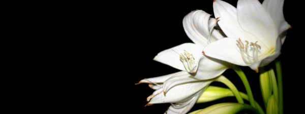 гиппеаструм амариллис белый