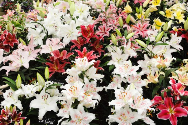 лилия восточная экстраваганза