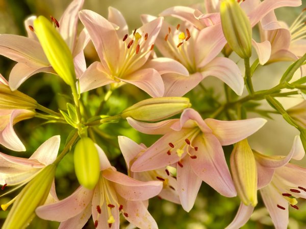 азиатской многоцветковая лилия марлен