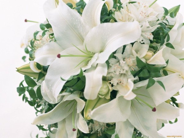 лилия trebbiano