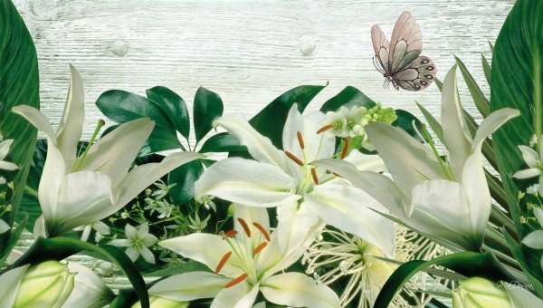 лилии на прозрачном фоне