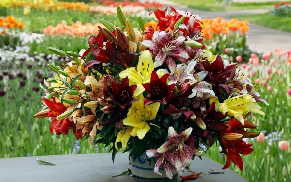 лилии садовые