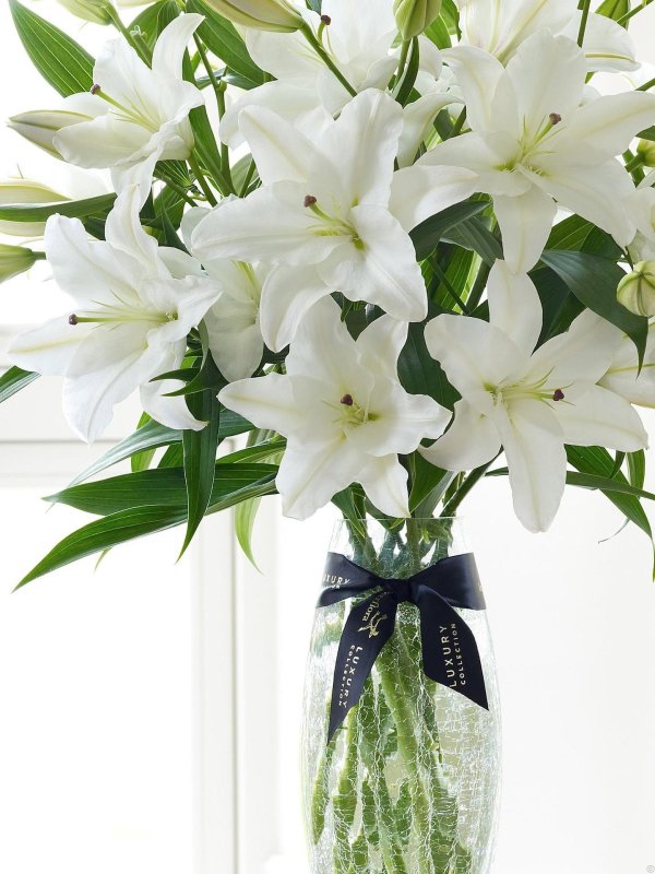 лилия полар стар