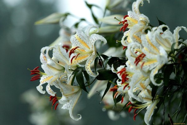 лилия золотистая lilium auratum