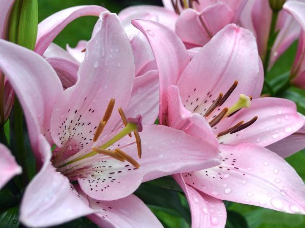 лилейные лилия