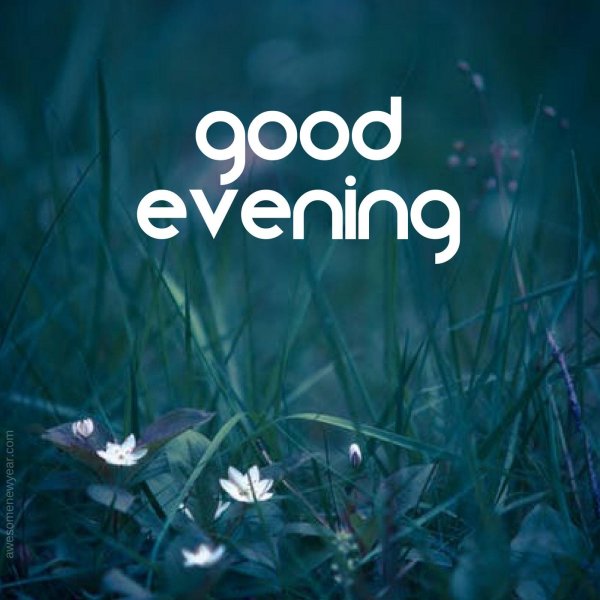 ночной цветок