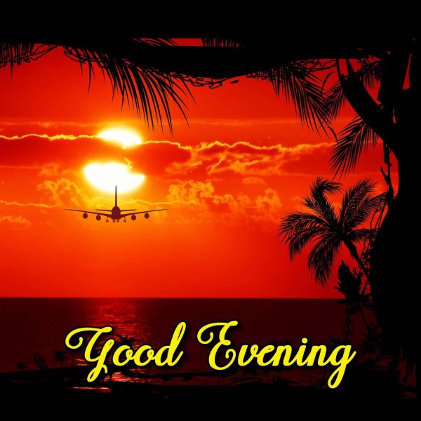 пальмы солнце