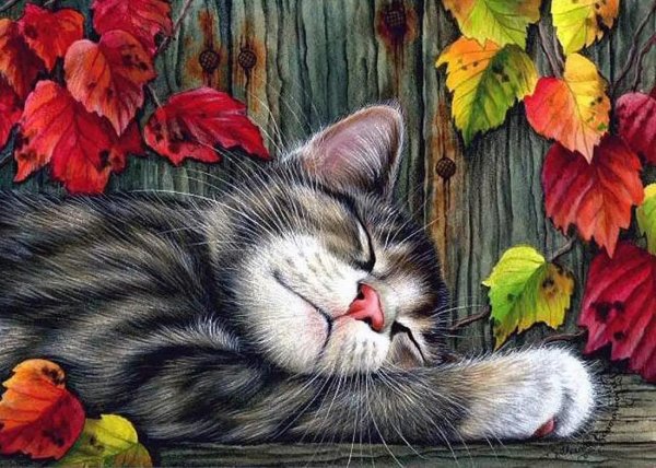 кошачий сон