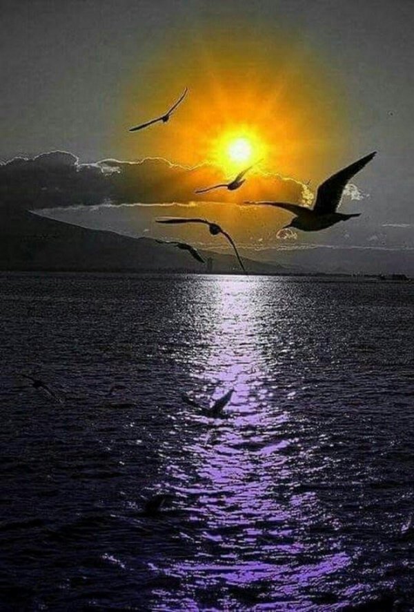 птица над морем