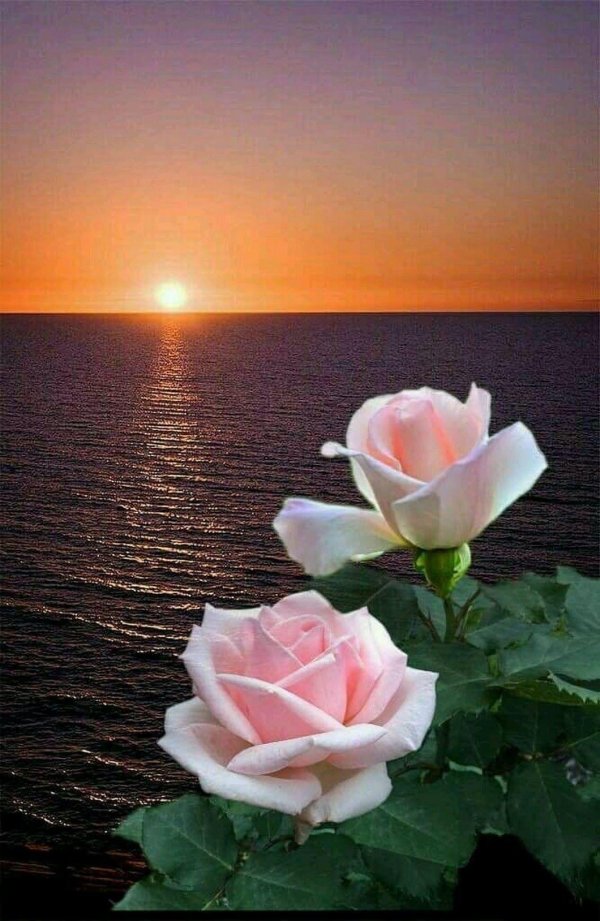 розы на рассвете